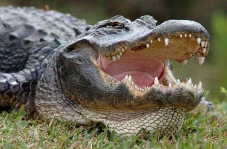 Giải m&atilde; giấc mơ thấy động vật